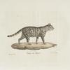 [Carnivores] Chat de Népaul