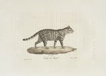 [Carnivores] Chat de Népaul
