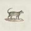 [Carnivores] Chat de Java
