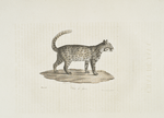 [Carnivores] Chat de Java