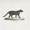 [Carnivores] Chat noir du Cap