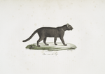[Carnivores] Chat noir du Cap