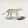 [Carnivores] Chaus