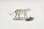 [Carnivores] Chaus