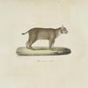 [Carnivores] Chat cervier, adulte