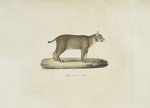 [Carnivores] Chat cervier, adulte