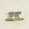 [Carnivores] Chat à ventre tacheté