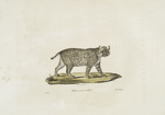 [Carnivores] Chat à ventre tacheté