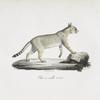 [Carnivores] Chat aux oreilles rousses
