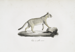 [Carnivores] Chat aux oreilles rousses