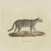 [Carnivores] Chat du Brésil