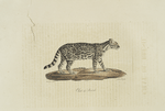 [Carnivores] Chat du Brésil