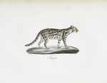 [Carnivores] Marguai