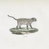 [Carnivores] Colocolo