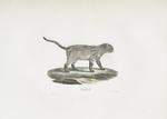 [Carnivores] Colocolo