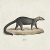 [Carnivores] Galera
