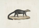 [Carnivores] Galera
