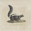 [Carnivores] Moufette de l'Amérique septentrionale