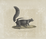 [Carnivores] Moufette de l'Amérique septentrionale