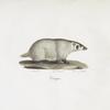 [Carnivores] Carcajou