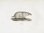 [Carnivores] Carcajou