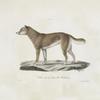 [Carnivores] Chien de la Nouvelle -Hollande