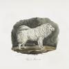 [Carnivores] Chien de Poméranie