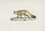 [Carnivores] Renard rouge de l'Amérique septentrionale