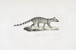 [Carnivores] Genette de Barbarie