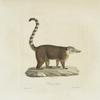 [Carnivores] Coati, brun