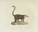 [Carnivores] Coati, brun