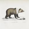 [Carnivores] Ours mâle de Sibérie