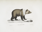 [Carnivores] Ours mâle de Sibérie