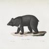 [Carnivores] Ours du Thibet