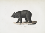 [Carnivores] Ours du Thibet