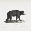 [Carnivores] Ours des Malais