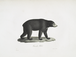 [Carnivores] Ours des Malais