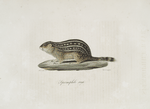[Rongeurs] Spermophile rayé