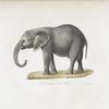 [Pachydermes] Éléphant jeune, mâle d'Afrique