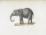 [Pachydermes] Éléphant jeune, mâle d'Afrique