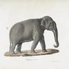 [Pachydermes] Éléphant mâle d'Asie