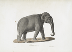 Pachydermes Éléphant mâle d'Asie.