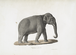 [Pachydermes] Éléphant mâle d'Asie