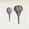 [Pachydermes] Têtes de Éléphans: 1. d'Afrique; 2. d'Asie