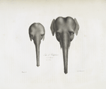 Pachydermes Têtes de Éléphans: 1. d'Afrique; 2. d'Asie.
