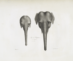 [Pachydermes] Têtes de Éléphans: 1. d'Afrique; 2. d'Asie
