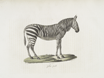 [Pachydermes] Zébre femelle