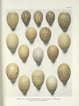Eggs of Blood Partridges, Tragopans, Impeyans and Eared -Pheasants.