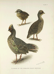 Plumages of the Himalayan Blood Partridge.