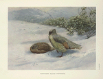 Geoffroy's Blood Partridge (Ithagenes geoffroyi).